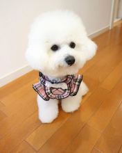 Beautiful bichon frise puppies for adoption