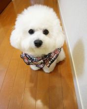 Beautiful bichon frise puppies for adoption