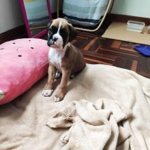 beautiful boxer for free adoption