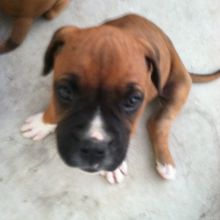 Beautiful boxer for free adoption