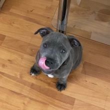 cute and adorable American blue nose pit-bull for adoption