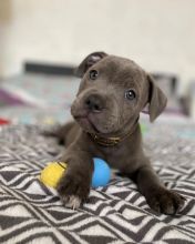 cute and adorable American blue nose pit-bull for adoption