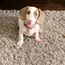 Cute Dachshund Puppy For Adoption