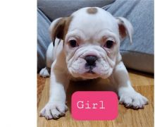 cute english bulldog for adoption