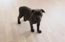 Cute Lovely America blue nose pitbull Puppies male and female for adoption