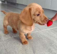 Cute Lovely Dachshund Puppies male and female for adoption