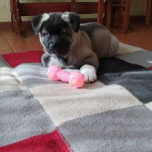 Fine akita puppies for adoption