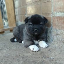 Fine akita puppies for adoption