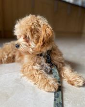 Smart maltipoo puppies for adoption.