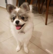 Smart pomsky puppies for adoption.(ethanraymond750@gmail.com)