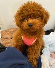 Sweet toypoodle puppies for adoption