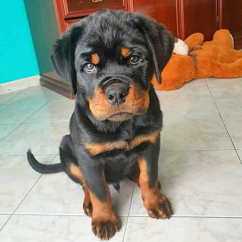 Amazing rottweiller puppies for adoption. Image eClassifieds4u
