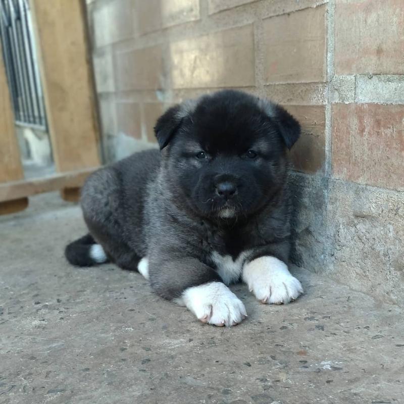 Fine akita puppies for adoption Image eClassifieds4u