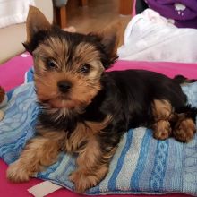 smart teacup yorkie puppies for adoption. Image eClassifieds4U