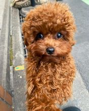 Sweet toypoodle puppies for adoption Image eClassifieds4U