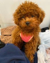 Sweet toypoodle puppies for adoption Image eClassifieds4U