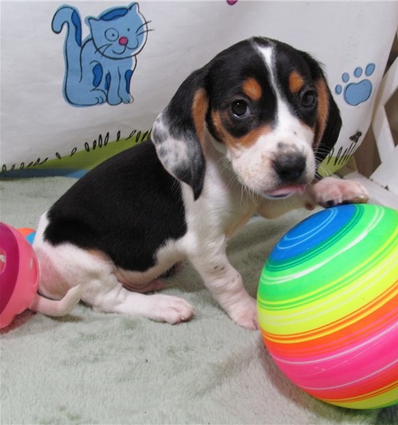pretty beagle for free adoption Image eClassifieds4u