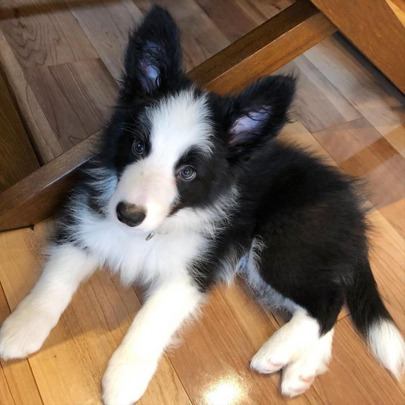 pretty border collie puppies for adoption Image eClassifieds4u