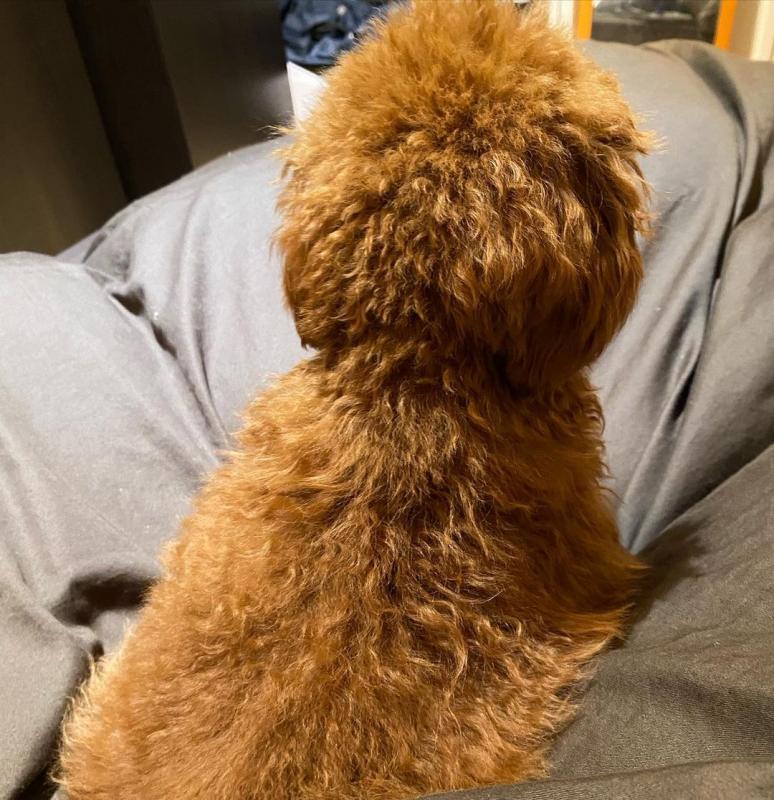 Sweet toypoodle puppies for adoption Image eClassifieds4u