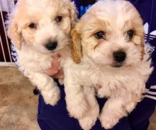 2 Cavachon Puppies available. Contact for your Cavachon pups