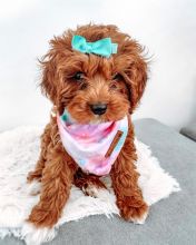 Adorable cavapoo puppies for adoption