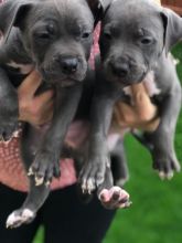 American Bully puppies available all types.