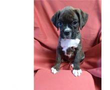 beautiful boxer for free adoption