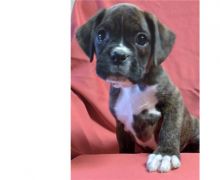 beautiful boxer for free adoption