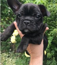 Beautiful French Bulldog puppies on set