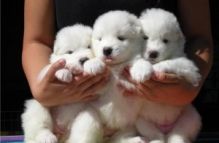 Best luck or set of Samoyed Puppies set for adoption