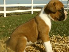 Boxer Pups for adoption & for great homes