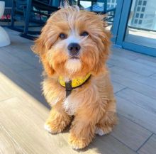 Cute Lovely cavapoo Puppies male and female for adoption