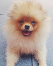 Cute Lovely pomeranian Puppies male and female for adoption