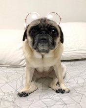 Fine looking pug for free adoption.