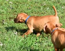 Friendly male and female Vizsla puppies