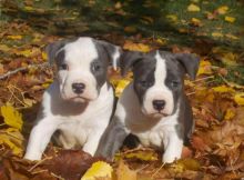 Male and female American Staffordshire Terrier Puppies