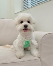 pretty maltese for free adoption