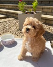 Smart maltipoo puppies for adoption.