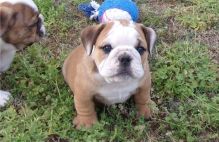 Smart set of English Bulldogs for English Bulldog puppy Lovers