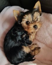 smart teacup yorkie puppies for adoption.