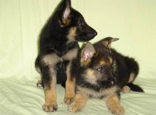 Two awesome German Shepherd Puppies for offering