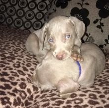 Weimaraner Puppies set for adoption for Weimaraner lovers