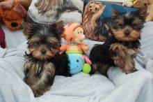 Yorkie Terrier puppies for Yorkie lovers