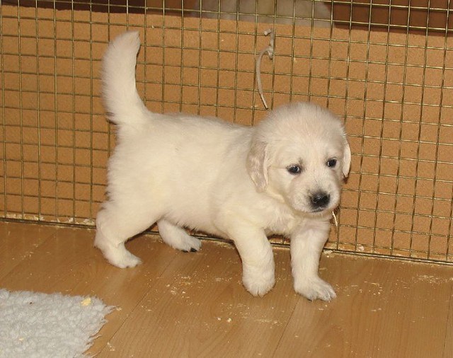 adorable golden retriever puppies for adoption Image eClassifieds4u