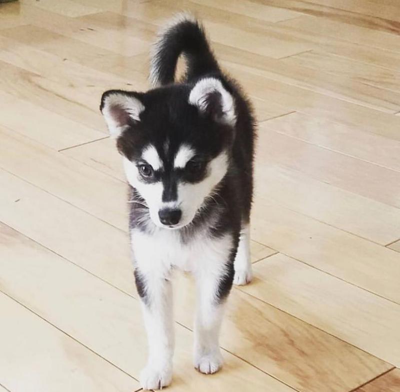 Beautiful and healthy Alaskan Klee Kai Pups @* maurandans@gmail.com Image eClassifieds4u