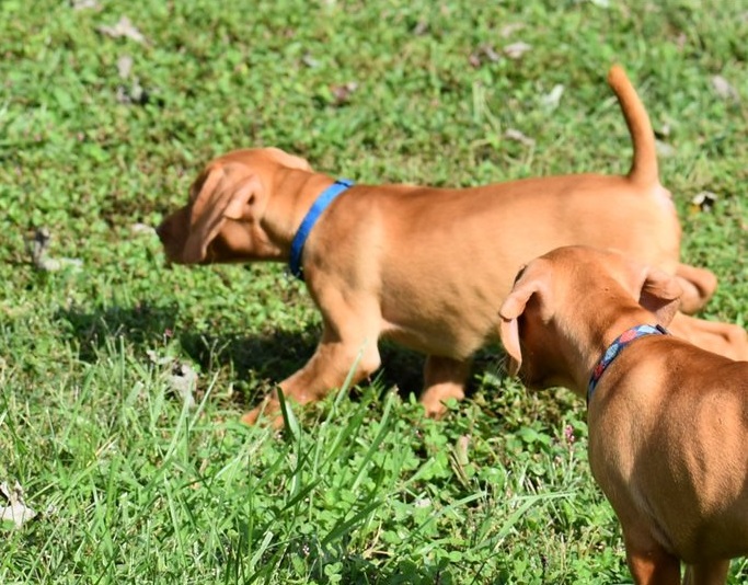 Friendly male and female Vizsla puppies Image eClassifieds4u