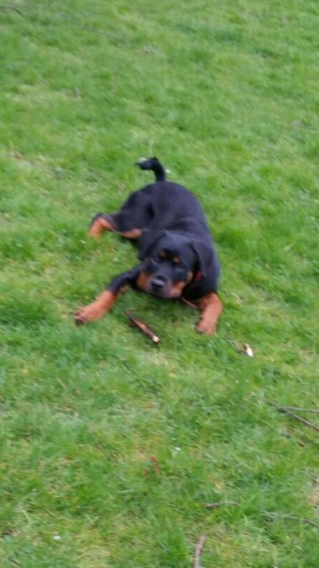 Healthy Rottweiler puppies ( Purebred ) Contact our email only Image eClassifieds4u