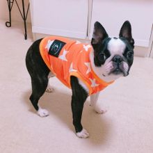beautiful boston terrier puppies for free adoption Image eClassifieds4U
