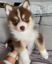 Cute Lovely pomsky Puppies male and female for adoption Image eClassifieds4U