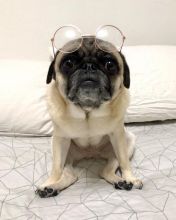 Fine looking pug for free adoption. Image eClassifieds4U